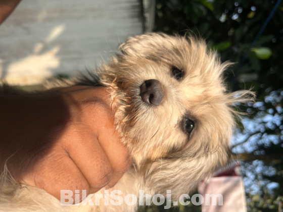 Lhasa Apso, Female puppy